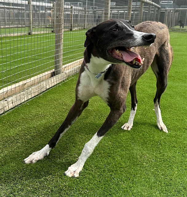 Star Five Year Old Female Greyhound