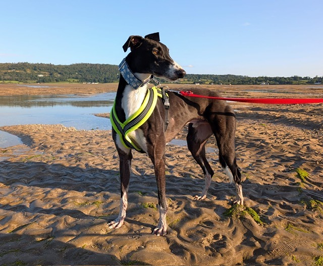 Merry Two Year Old Female Greyhound 