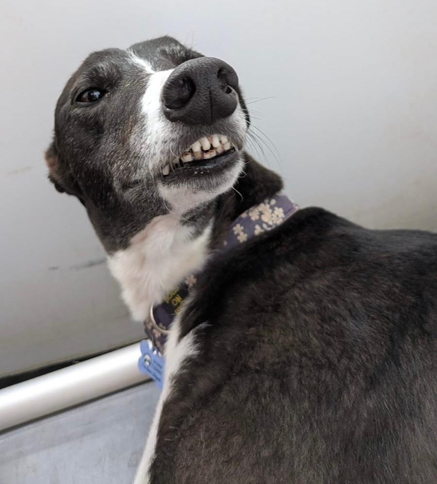 Star Five Year Old Female Greyhound