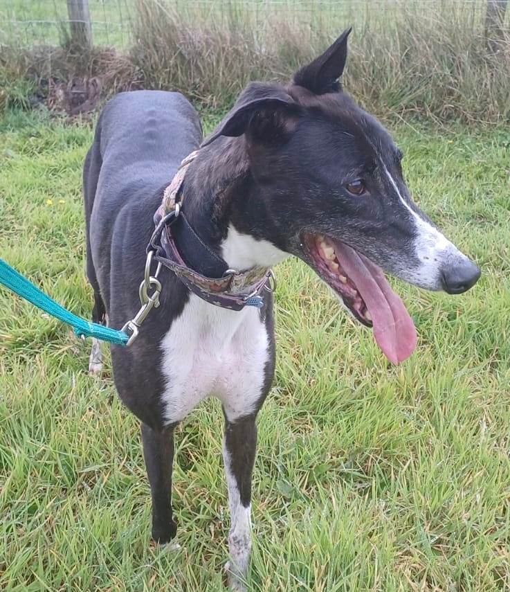 Star Five Year Old Female Greyhound