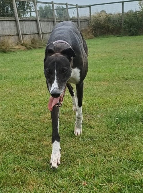 Star Five Year Old Female Greyhound