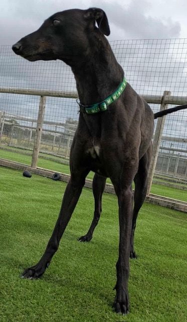 Merry Two Year Old Female Greyhound