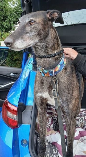 Star Five Year Old Female Greyhound