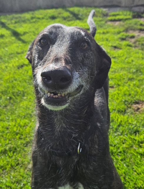 Star Five Year Old Female Greyhound