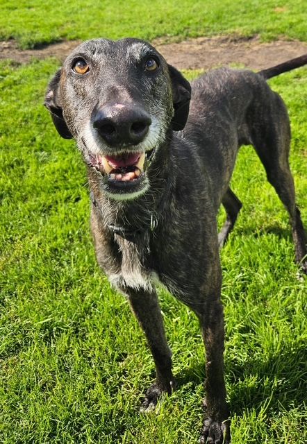 Vera four year old Female Greyhound