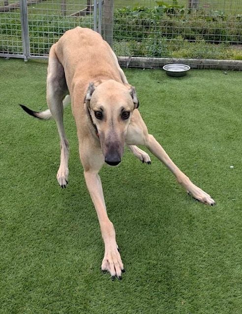 Freddie Four Year Old Male Greyhound
