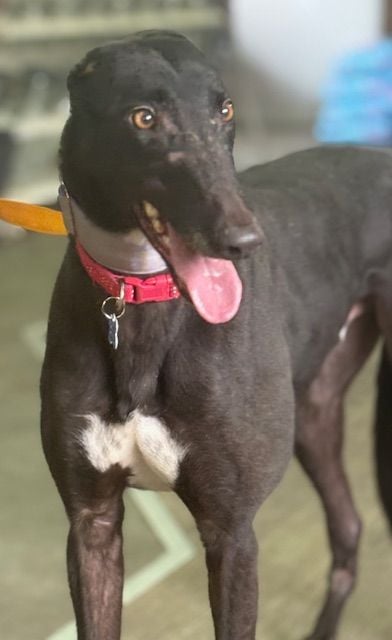 Ian Three Year old Male Greyhound