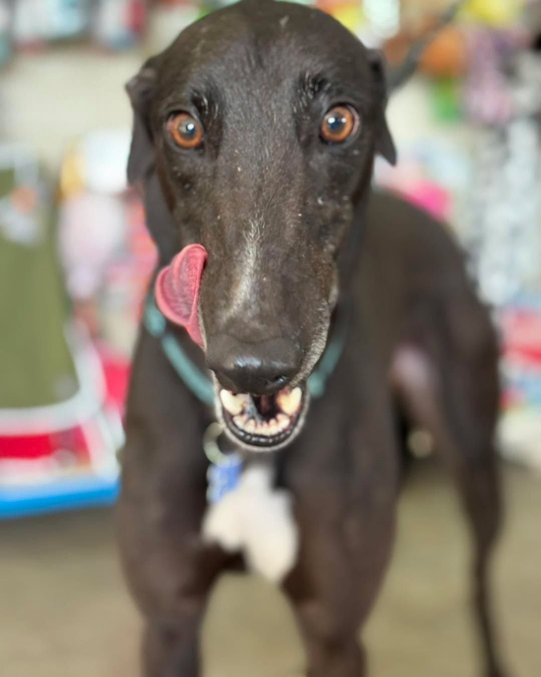 Tommy, a 2 years old male Greyhound available for adoption from Northern Greyhound Rescue in Lancashire