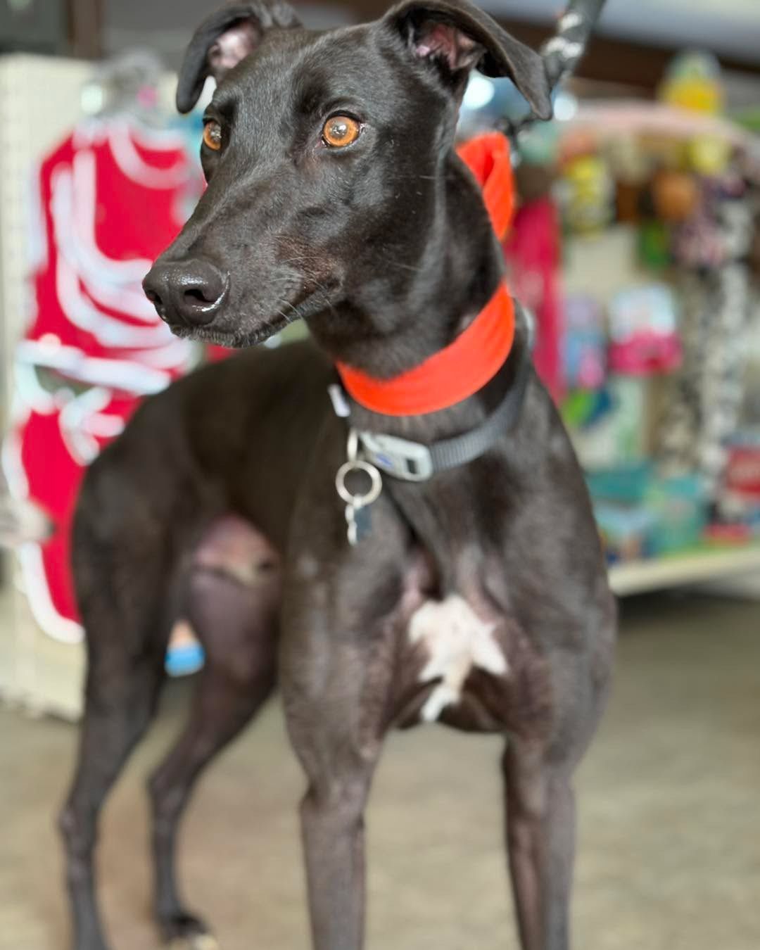 Herbie Two Year Old Male Greyhound