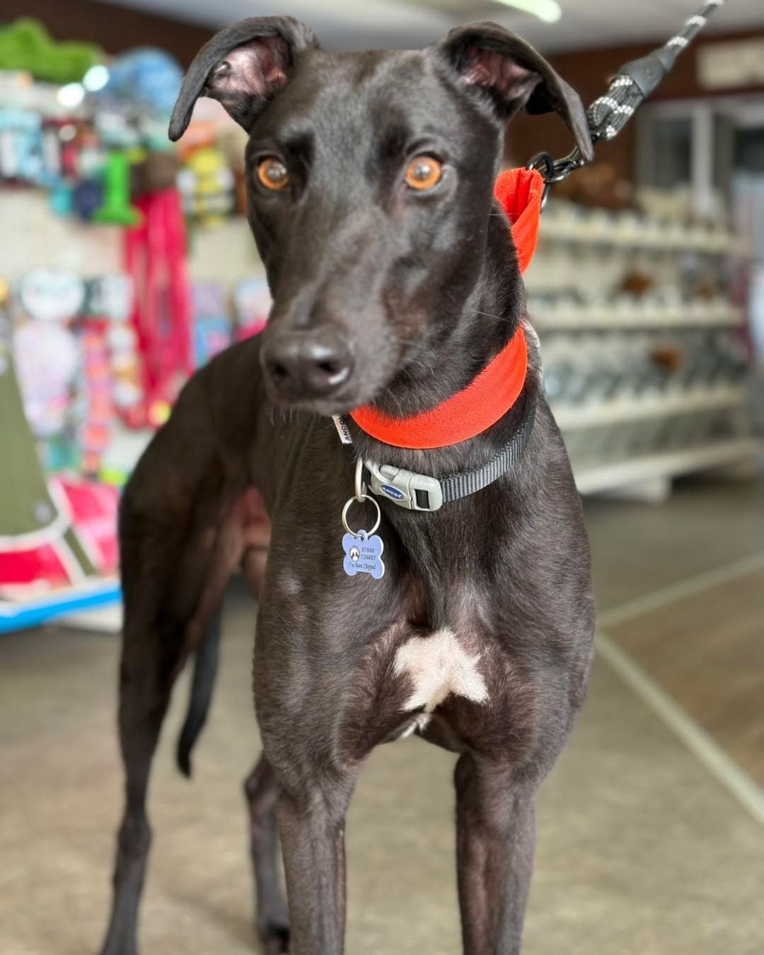 Danny, a 2 years old male Greyhound available for adoption from Northern Greyhound Rescue in Lancashire