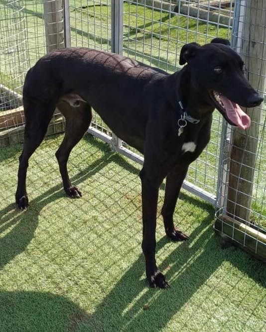 Herbie Two Year Old Male Greyhound