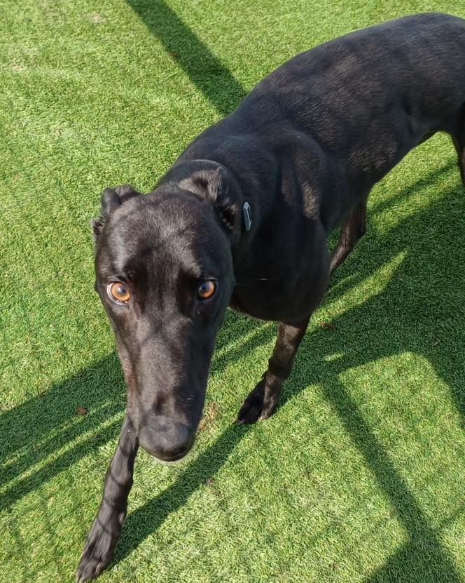 Herbie Two Year Old Male Greyhound 