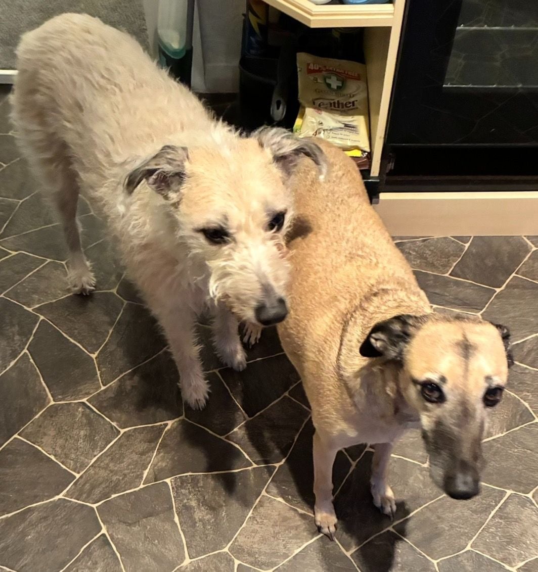 Ruby Eight Year Old Female Greyhound