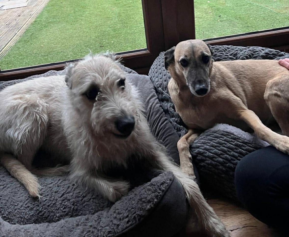 Ruby Eight Year Old Female Greyhound