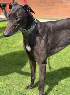 Annie, a 2 years old female Greyhound available for adoption from Northern Greyhound Rescue in Lancashire