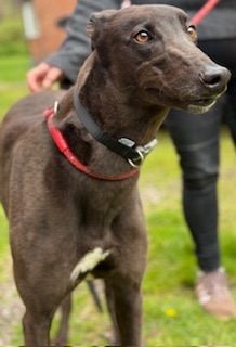 Rocky, a 4 years old male Greyhound available for adoption from Northern Greyhound Rescue in Lancashire