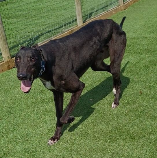 Joe three year old male Greyhound