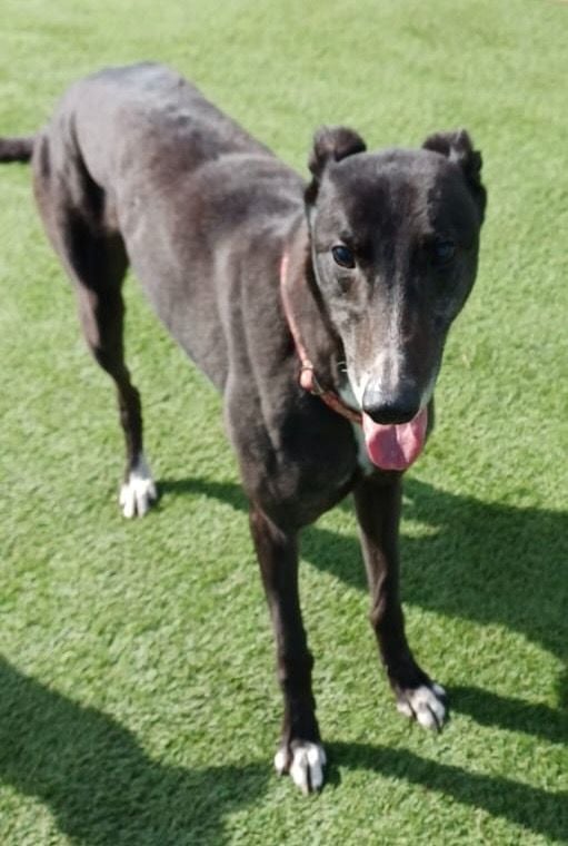 Joe three year old male Greyhound