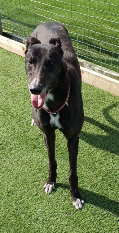 Joe three year old male Greyhound