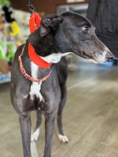 Joe three year old male Greyhound