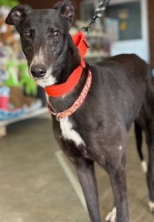 Lilly, a 6 years old unknown Greyhound available for adoption from Northern Greyhound Rescue in Lancashire