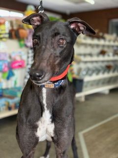 Joe three year old male Greyhound