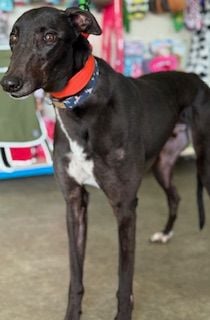 Joe three year old male Greyhound