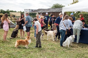 Dog Show Crowd