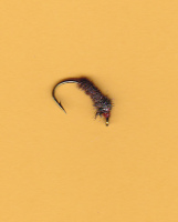 MARCH PTAIL PUPA