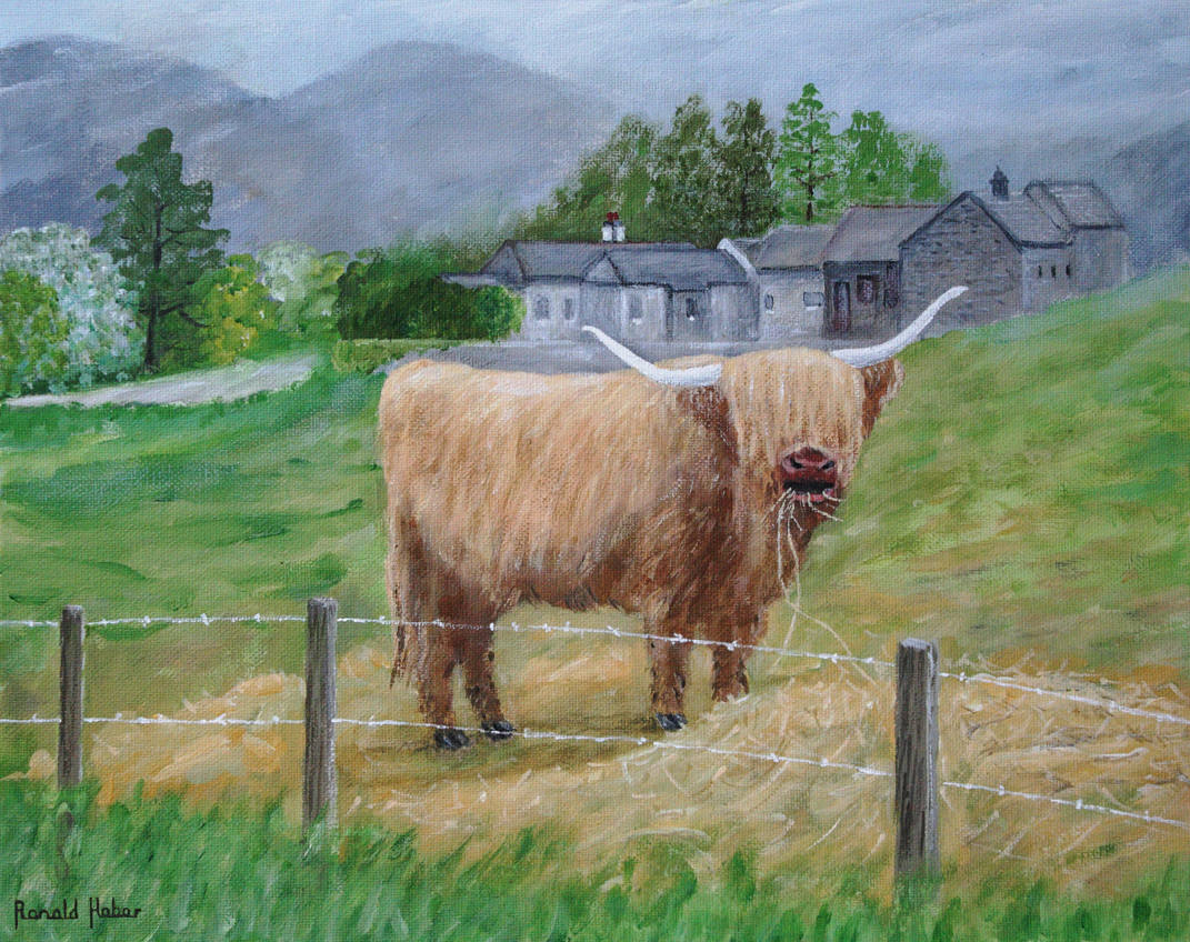 HIGHLAND-COW