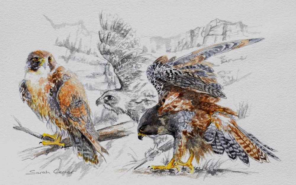 Juvenile Peregrine Falcons watercolour sketch - Copy (1280x804)