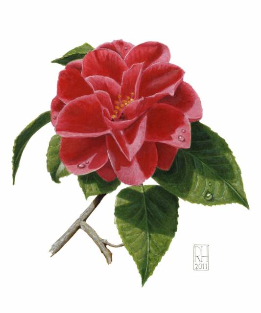 Camellia.jpg-for-web-large