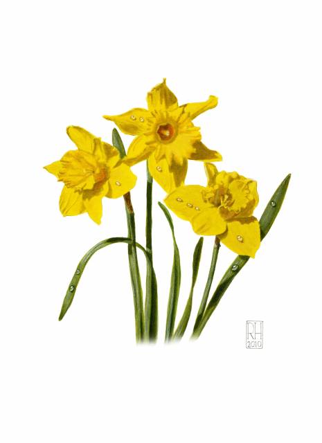 Daffodils.jpg-for-web-large