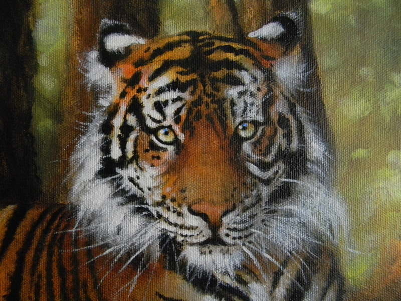 Tiger 001