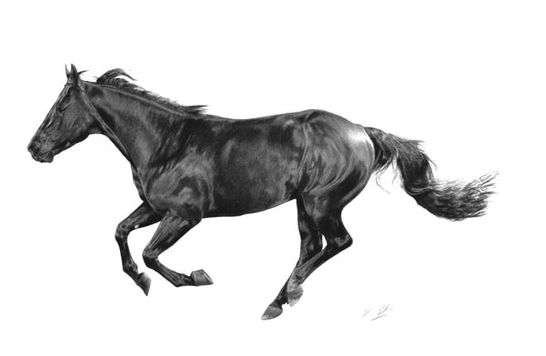 DARREN BAKER ... Equine in motion..Conte Pencil.....11 inch x 7....1300
