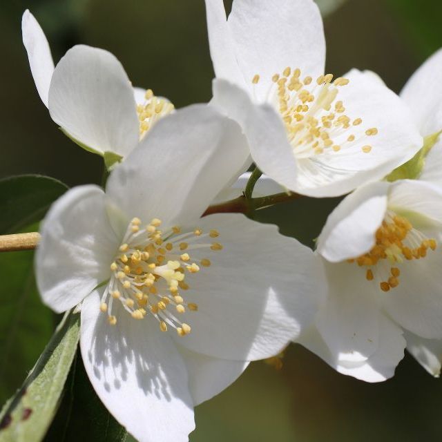 White Jasmine Blossoms
