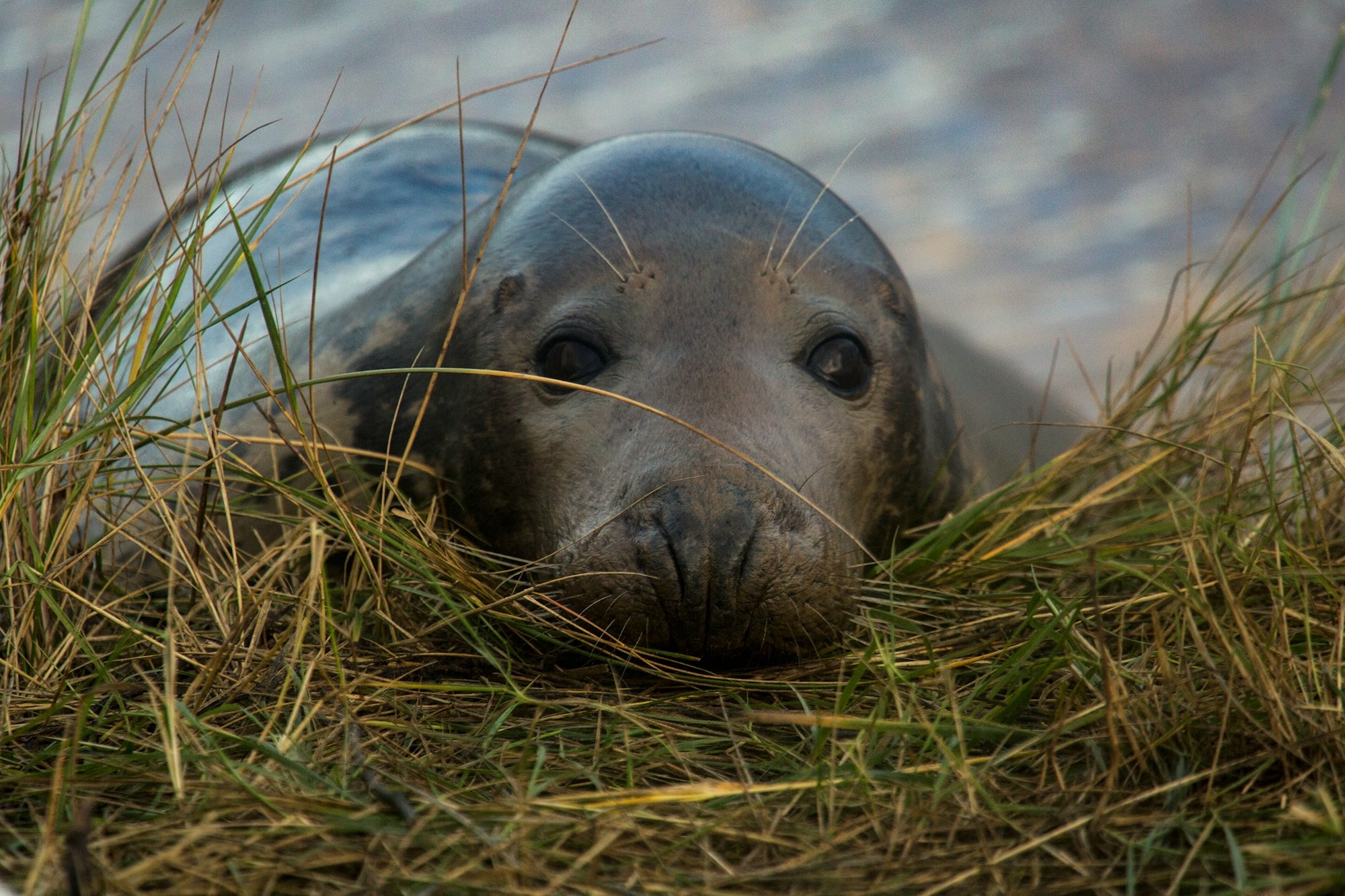 sea-lion-on-green-grass-during-daytime-0F8jttdTir4