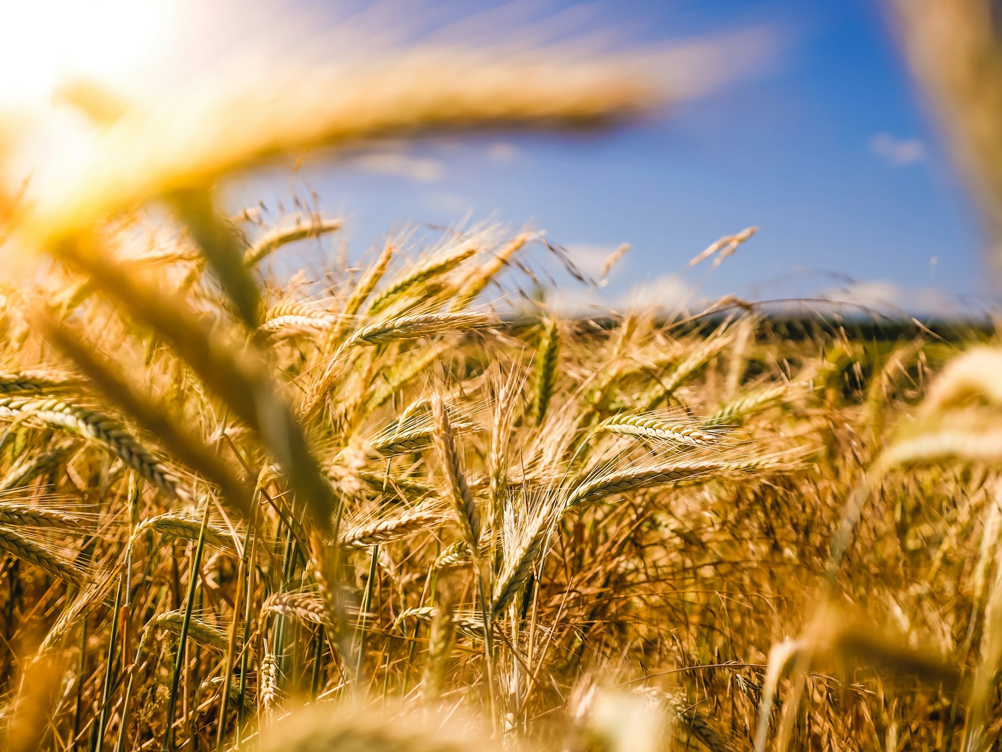 brown-wheat-field-li9JfUHQfOY