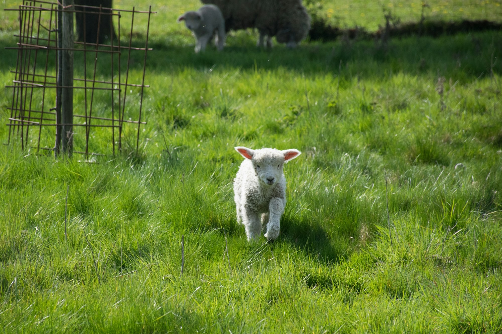 a-sheep-is-running-through-a-grassy-field-UhxxA_AQWog