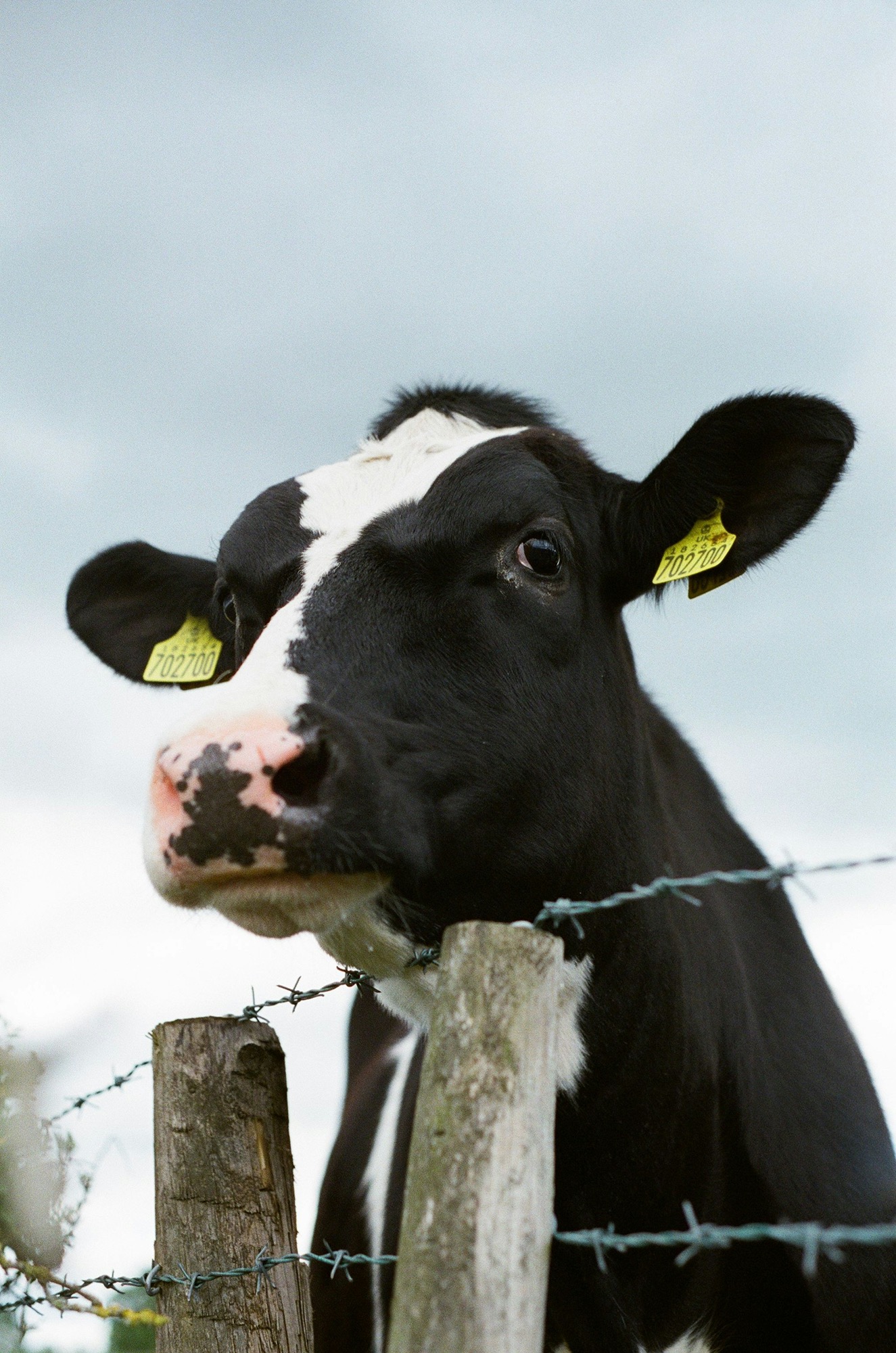 black-and-white-cow-on-brown-wooden-fence-during-daytime-00z6-wRHEYU