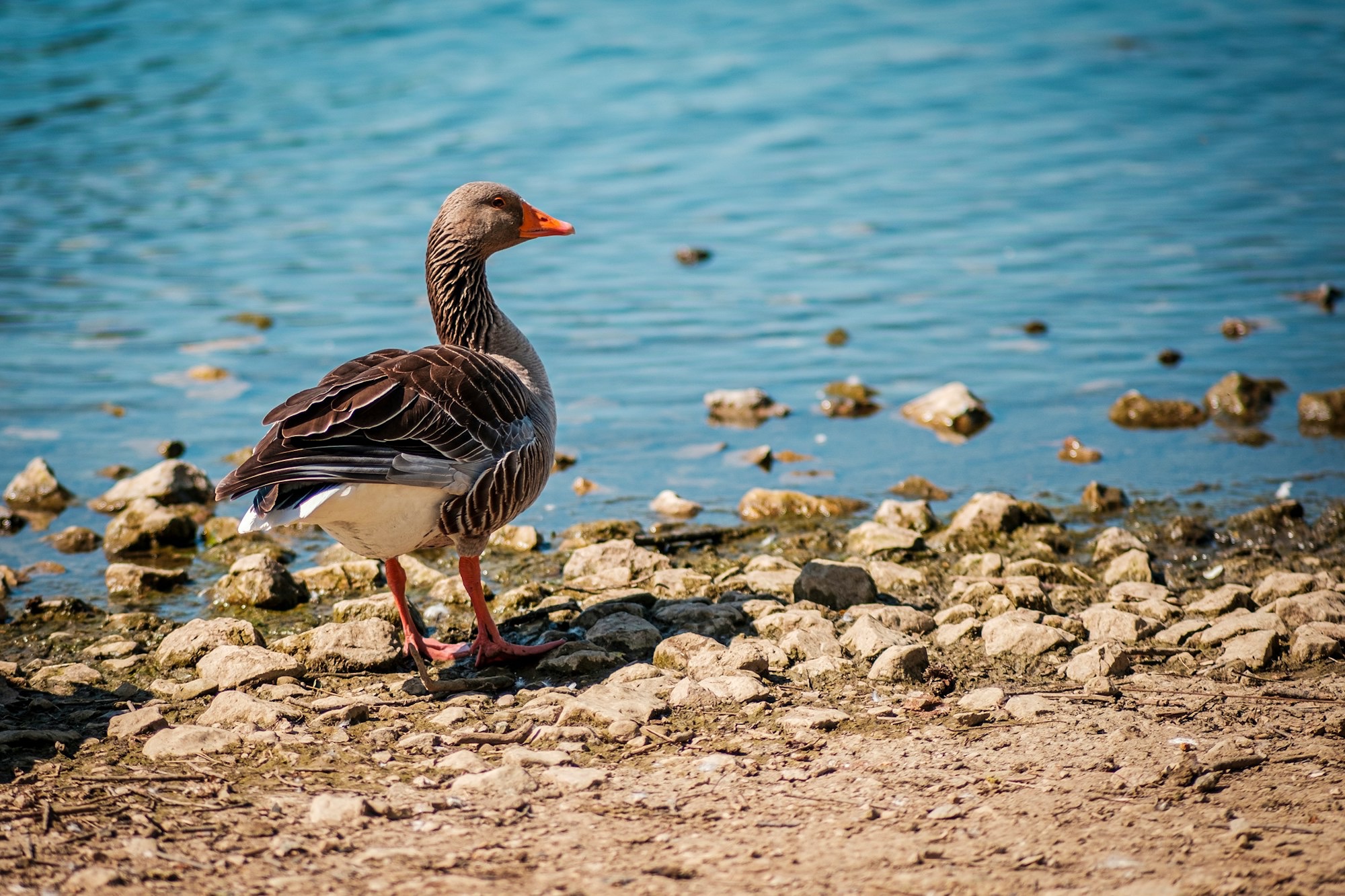 a-duck-standing-on-a-rocky-shore-next-to-a-body-of-water-7f1YOrDO8eA