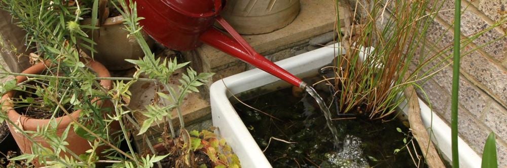 Make a small pond for wildlife - here's how