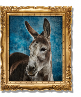Adopt a Donkey from the Donkey Sanctuary