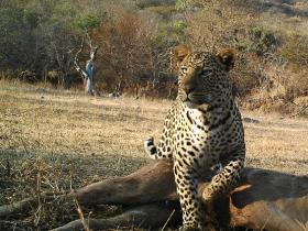 Research volunteering with leopards in South Africa