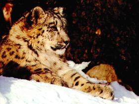 Snow leopard conservation holiday in Kyrgyzstan