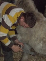 Fund the farrier at Iluest Horse and Pony Trust in Carmarthenshire