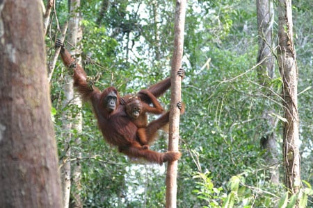 Why not sponsor an acre of orangutan habitat?