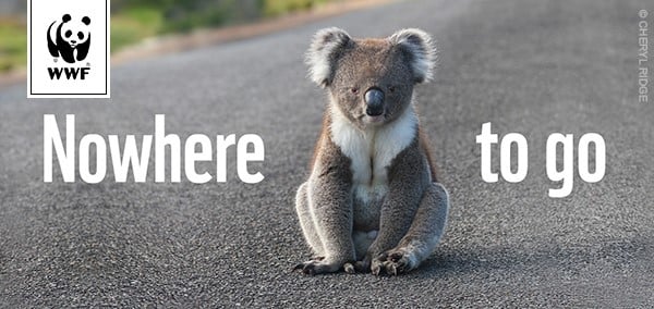 Click here to find out more and help the koala