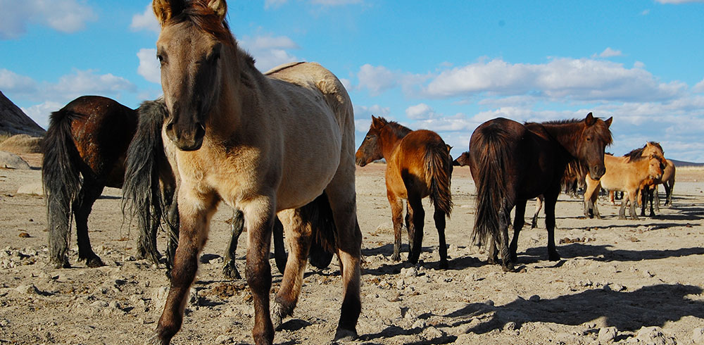 You can help these horses from the comfort of your home!