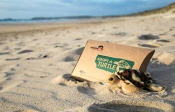 Adopt a turtle from the Marine Conservation Society
